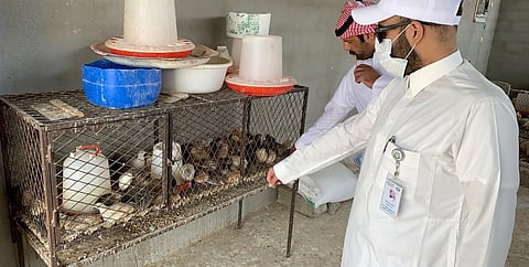 "بلدية بيشة" تدهم 4 مسالخ عشوائية للدواجن في مواقع متفرقة