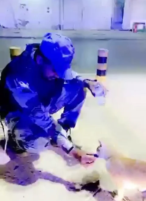 مجسدًا أسمى معاني الإنسانية.. شاهد رجل أمن يسقي قطة أنهكها الظمأ