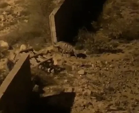 فيديو "ضباع الجعرانة المتجولة" يتفاعل برد من "الحياة الفطرية": لهذا ظهرت