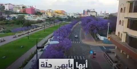مدينة أبها تبهر العالم بأشجارها البنفسجية