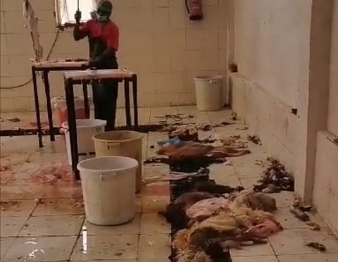 شاهد.. مقاطع مصوَّرة توثق حجم الإهمال في مسلخ الداير