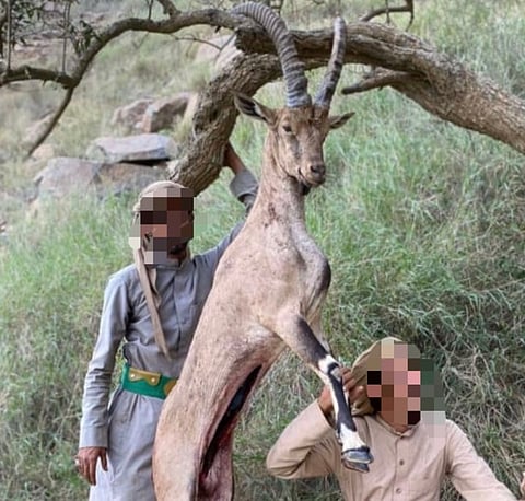 شاهد.. اصطياد جائر للوعول في عسير ومطالبات بحماية الحياة الفطرية