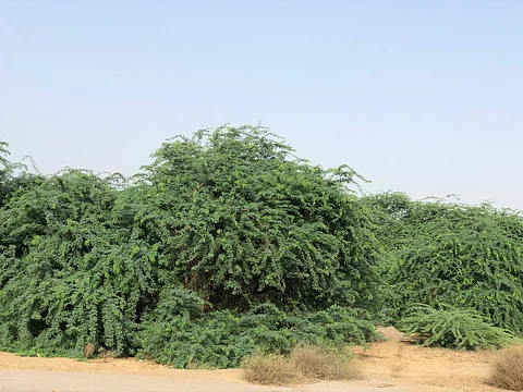 خبيثة وسامّة.. شاهد "المسكيت" تتوغل بجازان وتغلق مجرى وادي بيش