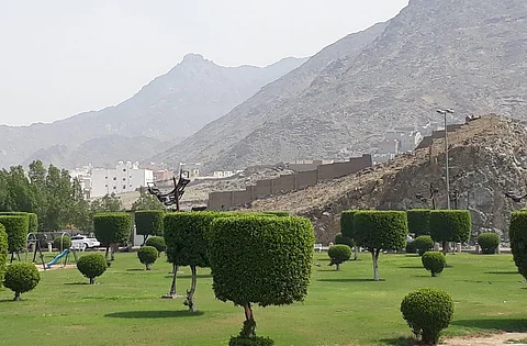 شاهد.. خطة تقليم وتشكيل وإحلال "البزروميا" تدخل حيز التنفيذ بمكة