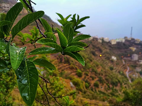 جبال "فيفاء" تتزيَّن بحبات البَرَد.. والأمطار الغزيرة تنعش الأجواء للمتنزهين