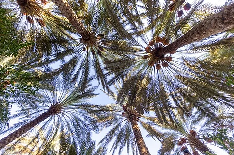 "حصاد مليون نخلة" يتهيَّأ بالجوف.. أنواع ومراحل تكشف عن الإنتاج بالطنّ