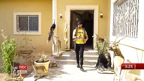 شاهد .. قصة "مروِّض المفترسة ومخاوي الثعابين" الذي فقد أصبعه إثر عضة "ضبعة".. وهذه نصيحته للحذر منها!