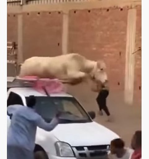كوميديا العيد.. عجل خارق يرفض الذبح ويحطم سيارة نقل.. شاهد الفيديو