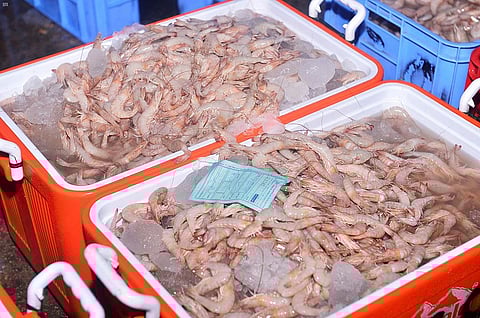 البانة بـ600 ريال..انتعاشة للربيان في أسواق الشرقية مع بدء موسمه.."صور"