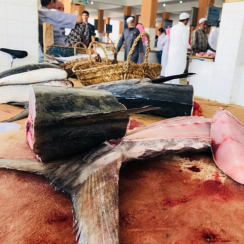 "البيئة": بدء تطبيق حظر صيد "الكنعد" بسواحل المملكة ابتداءً من السبت المقبل ولمدة شهرين