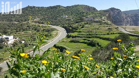 بالصور.. هذه "دوس الخضراء" كُرمت بدعوة النبي لها ونسب صاحب "الهرة" الشهيرة