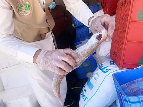 شاهد.. ضبط أغذية فاسدة ورفع نفايات وتطهير 235 موقعًا بالقريات