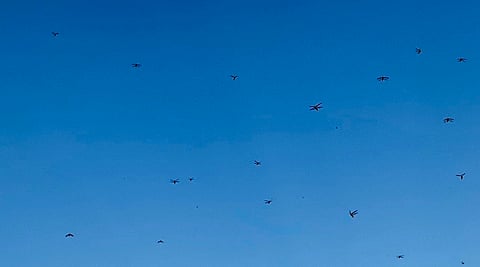 شاهد .. أسراب الجراد تجتاح سماء بلقرن