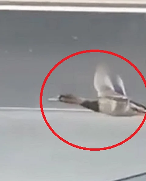 شاهد.. أروع فيديو لطائر على طريق سريع