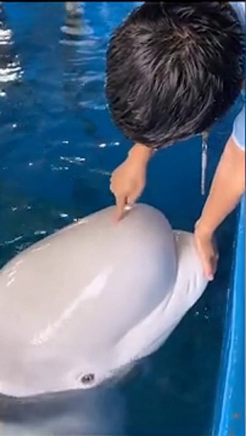 بالفيديو.. ضغط على رأس حوت أبيض فصدمتهم المفاجأة