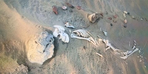 "محافظ الليث" يوجه بتشكيل لجنة للوقوف على مقبرة "بن هلال" بالمجيرمة