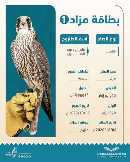 على أرض مهرجان الملك عبدالعزيز.. مزاد الصقور يتواصل اليوم وتوقعات باستمرار الإثارة