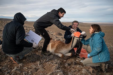 شاهد .. رحلة هجرة 100 حيوان من الإبليات نحو "الهضبة البيضاء" خوفًا من الشتاء القارس