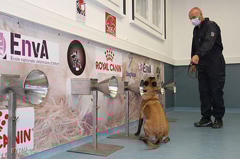 أوروبا.. استخدام الكلاب بدلاً من "المسحة" لمعرفة المصابين بكورونا في المطارات... شاهد التفاصيل