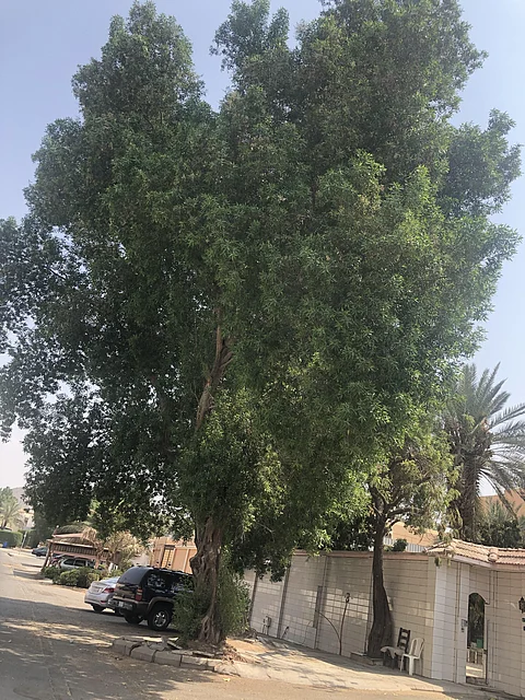 مواطنون بجدة يطالبون باقتلاع أشجار "البزرومي" لتأثيرها على الصرف الصحي وخزانات المياه