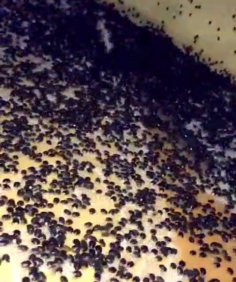 شاهد .. حشرات بأعداد كبيرة تهاجم منازل في "أحد المسارحة".. والبلدية تباشر