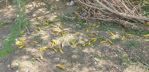 "البيئة": فرق ميدانية لمكافحة غزو "الجراد" بمحافظات مكة