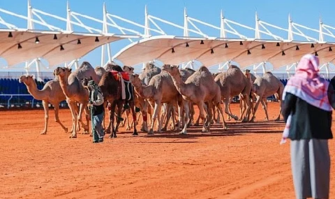 نادي الإبل يعلن آلية جديدة لكشف العبث خلال مهرجان الملك عبدالعزيز