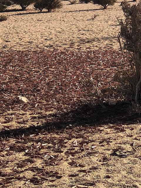 شاهد.. "البيئة" تكافح الجراد في الطائف وتدعو للإبلاغ عن التجمعات