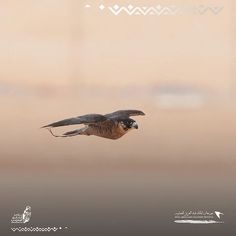الصقور "فيروز" و"بريدة" و"عوايد" تنتزع المراكز الأولى بمسابقة الملواح في مهرجان المؤسس
