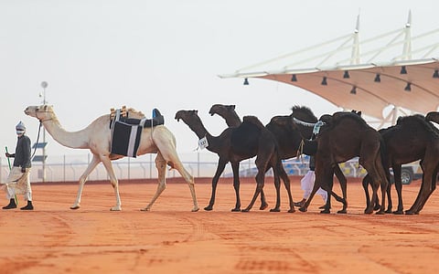 الفردية "وقفة" تُحقق جائزة شوط "المفاريد" عن "المجاهيم"