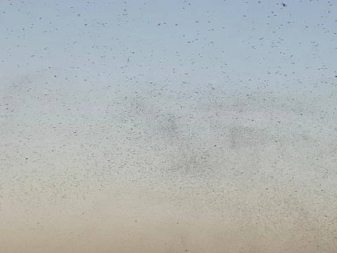 الجراد يغطي سماء العاصمة المقدسة بكميات كبيرة