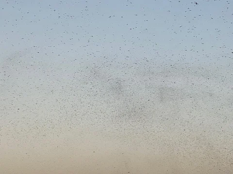 "البيئة" تعلن سيطرتها على جراد العاصمة المقدسة