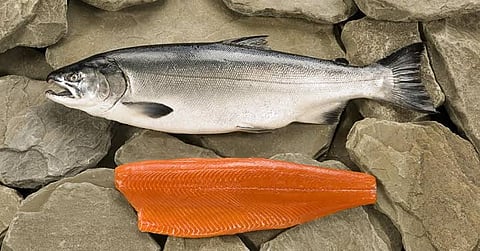 آخر صيحات وكالات السفر "بيع الأسماك" بدلاً من التذاكر