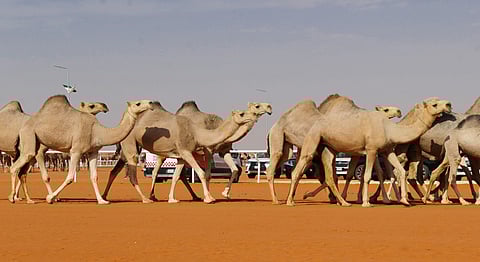 أصوات الإبل لغة رمزية تبرز علاقتها بملَّاكها وتتيح التعرف على حالتها