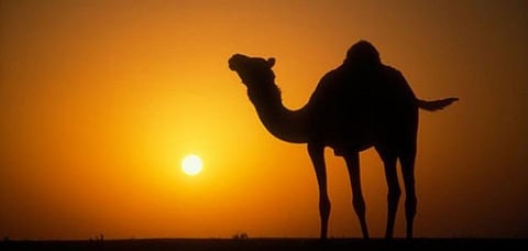 "المنشرحة".. طريق الإبل التي تفشل في الوصول لمرحلة التحكيم النهائي