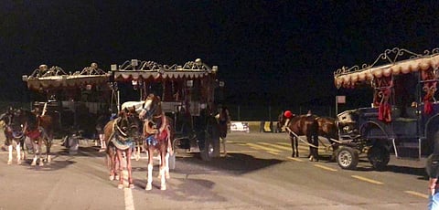 مصادرة 14 رأسًا من الخيل وإزالة ألعاب مخالفة بحجز "نوارية مكة"