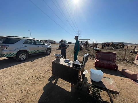 "البيئة" تضبط 4 حظائر مخالفة لبيع حليب الإبل في جدة