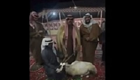 بعد فيديو وليمة الغزال.. مصادر: الجهات المعنية حقَّقت وتبيَّن أن الوضيحي تربية مزارع