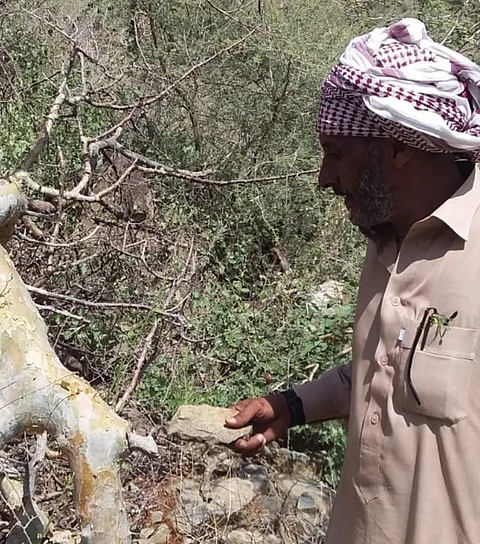 حادثة "قطع أشجار الليث" تتفاعل برد "البيئة" وتوضيح من مقدّم البلاغ.. أين الخلل؟