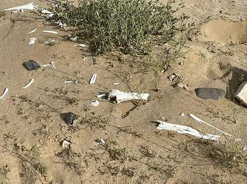 شاهد.. مواطن يوثق رفات أموات خارج مقبرة قديمة جنوب الليث