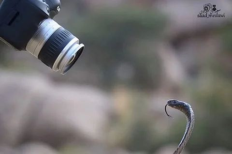 كاد أن يموت.. مصوِّر سعودي يحكي كيف واجه الكوبرا العربية.. وهذا حلمه الأكبر