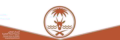 تنبيه من "الحياة الفطرية" بشأن حظر الصيد.. والضوابط الجديدة قريبًا