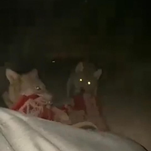 قصة الشاب "مخاوي الذئاب".. روّضها وغيّر سلوكها حتى أحبّته!