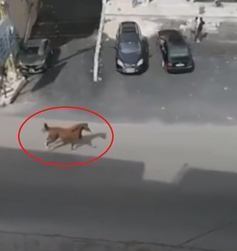 فيديو صادم من لبنان.. تصادم مروع بين حصان جامح وسيارة