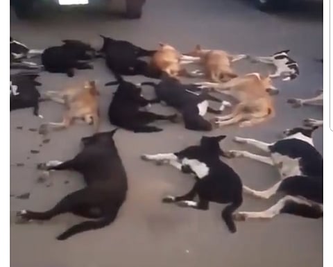 أمانة مكة: مقطع تسميم الكلاب لا يخصّنا وتعاملنا وفق الشريعة الإسلامية