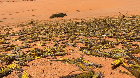 في 25 يوماً.. "بيئة شقراء" تقضي على 90 سرباً من الجراد وتكافح "الدبا" في هذه المناطق