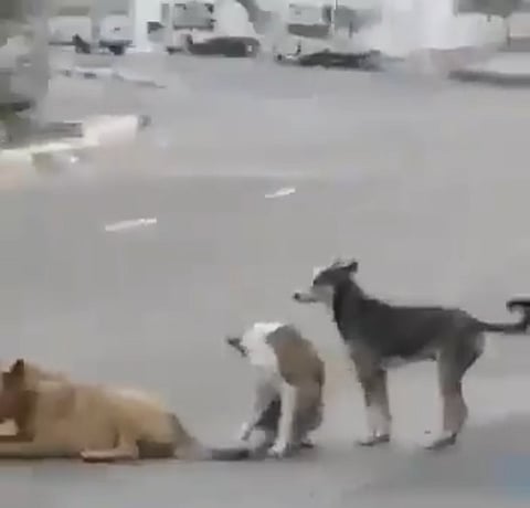 مطالب بمحاسبته.. استهجان واسع من قاتل الكلب بـ"داير جازان"