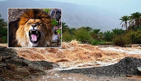 حينما "بَلَغَ السَّيْلُ الزُّبَى".. وأفسد كمينًا لصيد الأسود؟