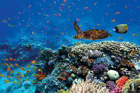 أثرٌ كبيرٌ لجهود المملكة تجاه مكافحة تدهور الأراضي وحماية الشعب المرجانية