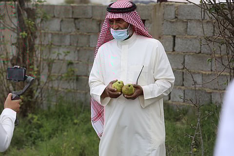 كأصناف تجارية .. انتخاب أصول وراثية محلية من الكمثرى بالنماص لاعتمادها